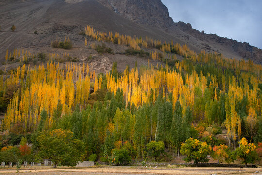 View of the vibrant autumn foliage in Hunza Valley with golden and green poplar trees set against the rugged mountain slopes in Garelt, Gilgit, Pakistan.