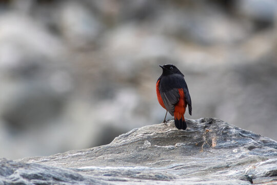 View of a white-capped redstart perched on a grey rock in Naltar Valley, Gilgit, Pakistan.