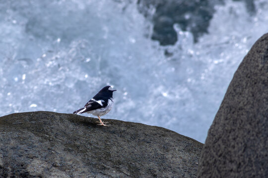 View of a little forktail bird perched on a dark rock beside a rushing stream in Naltar Valley, Gilgit, Pakistan.