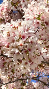 Cherry blossoms bloom in spring at a park showing clusters of pink flowers