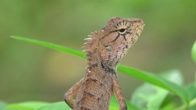 Indian bloodsucking lizard, Calotes versicolor. A close-up portrait at wintertime. Thailand