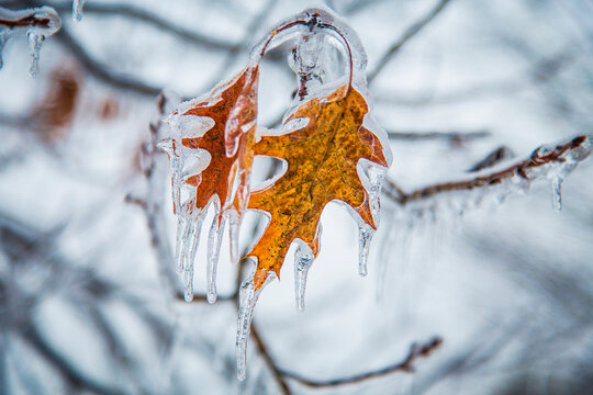 View of frozen oak leaves coated in thick ice with icicles hanging from the branches at Michigan State University in East Lansing, Michigan, United States.