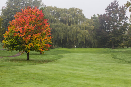 View of Michigan State University golf course featuring a vibrant autumn tree with red and yellow foliage on a green fairway in East Lansing, Michigan, United States.