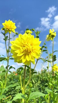 Colorful flowers bloom in a field under a clear sky on a sunny day