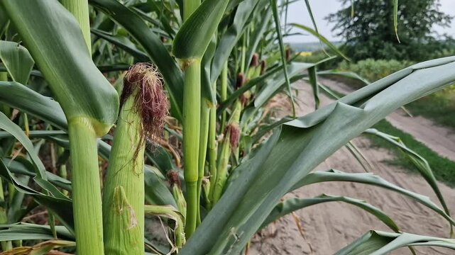 Young corn cobs in the field on a sunny day. Close-up of green corn cobs growing on stalks in the field. Concept of agriculture, harvest, growing grain crops and farming in summer. Nature