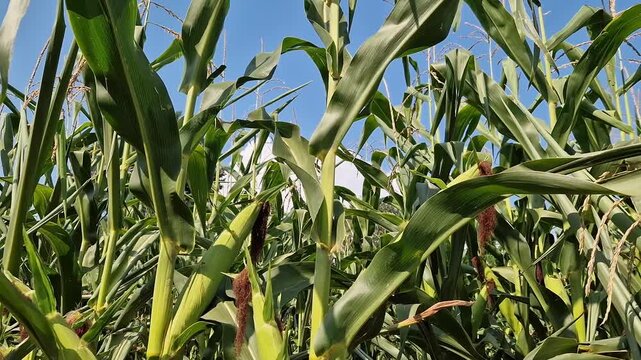 Young corn cobs in the field on a sunny day. Close-up of green corn cobs growing on stalks in the field. Concept of agriculture, harvest, growing grain crops and farming in summer. Nature