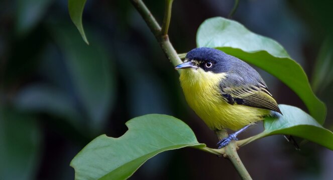 View of a small bird with a black head and bright yellow breast perched on a green leaf in Mexico.