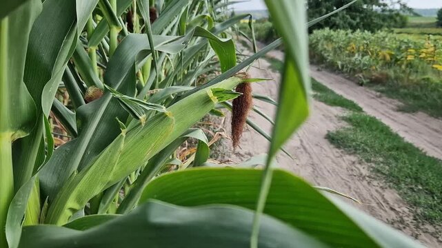 Young corn cobs in the field on a sunny day. Close-up of green corn cobs growing on stalks in the field. Concept of agriculture, harvest, growing grain crops and farming in summer. Nature