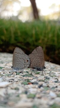 A vertical close-up shot capturing a pair of Ciliate Blue (Anthene emolus) butterflies on mating position while perched on a terrazzo floor, set against a blurred background of green grass and trees.