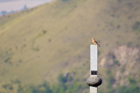 Close-up of Common Kestrel alertly perched on a stone pillar in the Central Bohemian Highlands