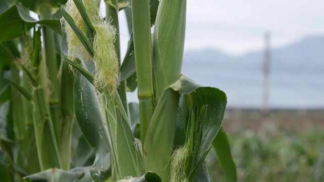 Young corn ears growing on green plants in a field with blurred hills and sky in the background. Agricultural growth.