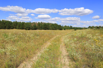 Naklejka premium Dirt road through a summer meadow with wildflowers and pine forest background