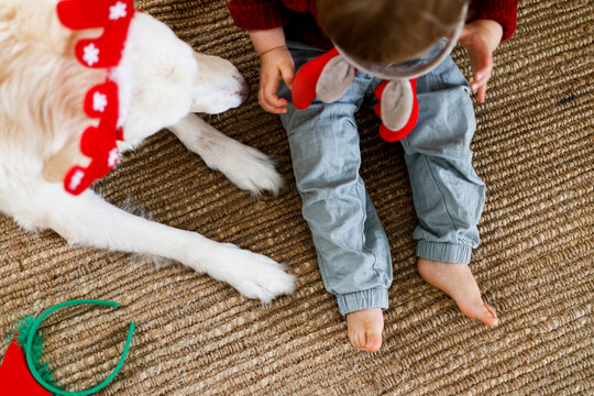 High Angle Close Up of Toddler Boy and White Dog Sitting on Rug with christmas accessories.  Domestic Life and winter holidays with pets