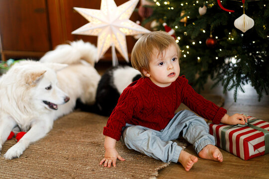 Little Boy in Red Sweater Sitting on Rug Holding Christmas Present Beside Pets and decorated xmas tree. Concept of Family Celebration and Holiday Cheer