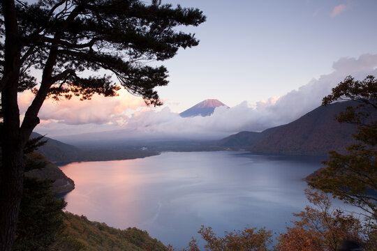 View of Mount Fuji rising above the calm waters of a lake, framed by pine trees in the foreground under a soft sunset sky in Japan.