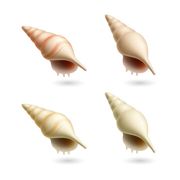 Four conch shells in shades of cream and beige on transparent background