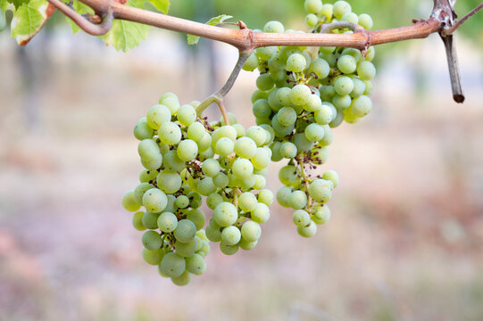Riesling green grapevine harvest in summer and autumn, ripe wine grapes on vine, vineyard in Trier, Mosel Valley Germany, agriculture at Moselle river