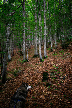View of a husky dog standing on the forest floor covered with fallen leaves in the Foresta Regionale del Monte Penna, Santo Stefano d'Aveto, Liguria, Italy.