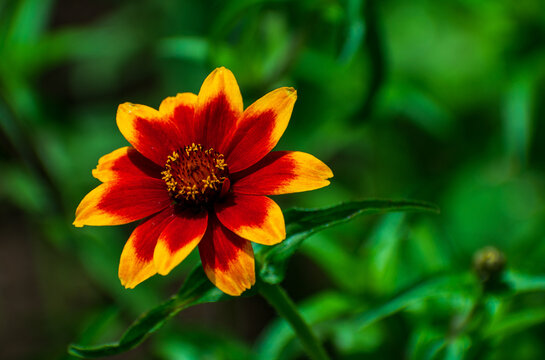 View of a vibrant red and yellow flower in bloom, set against a soft-focus green background in the Garfagnana region, Provincia di Lucca, Toscana, Italy.