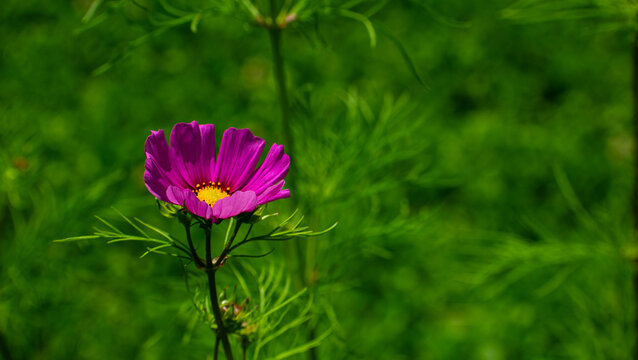 View of a vibrant pink cosmos flower blooming in a lush green meadow in the Garfagnana region, Provincia di Lucca, Toscana, Italy.