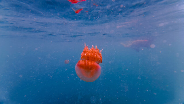 View of a bright orange stingless jellyfish swimming in the deep blue ocean in Indonesia.