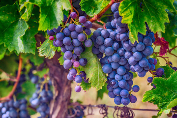 Obraz premium blue merlot grapes in vineyard