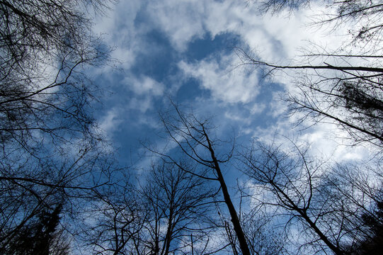 Bare trees against a cloudy sky