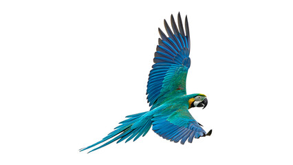 Bright blue macaw parrot bird flying isolated on transparent background. © Rory Robinson