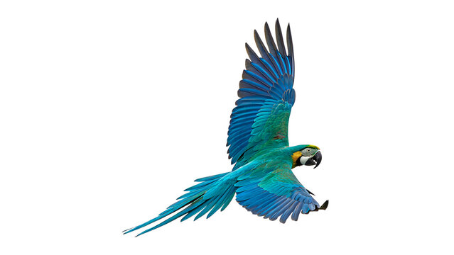 Bright blue macaw parrot bird flying isolated on transparent background.