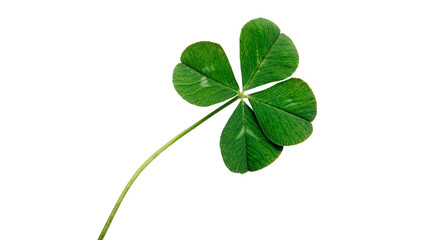 Fresh green four-leaf clover for good luck isolated on transparent background. © Rory Robinson