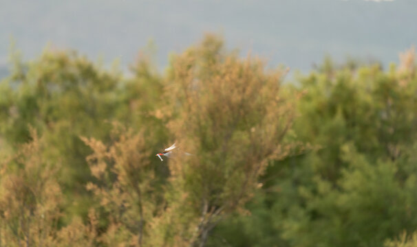 Tern flying with fish over green reeds