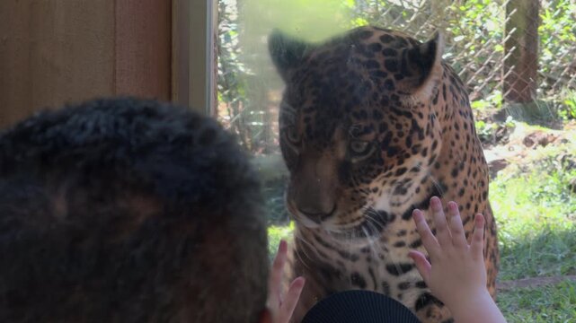 Child and Jaguar Face Each Other Through Zoo Glass