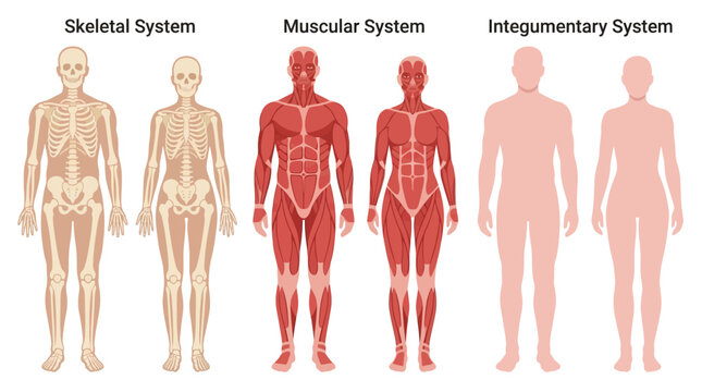 Anatomical charts displaying human skeletal, muscular, and integumentary systems clearly for educational purposes.
