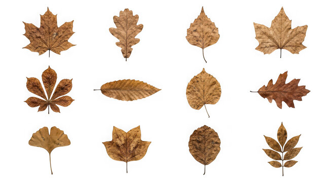 Collection of various dried autumn leaves isolated on transparent background