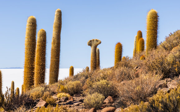 View of giant Trichocereus cacti on the rocky terrain of Isla Incahuasi with the white expanse of the Salar de Uyuni in the background, Nor Lipez, Departamento de Potosi, Bolivia.