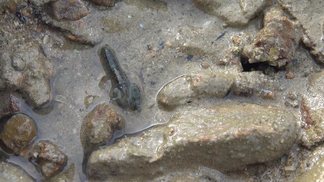 The inhabitants of the sea remained on land at low tide. littoral the Andaman Sea. Thailand. A young lobster, or another crustacean from the decapod family