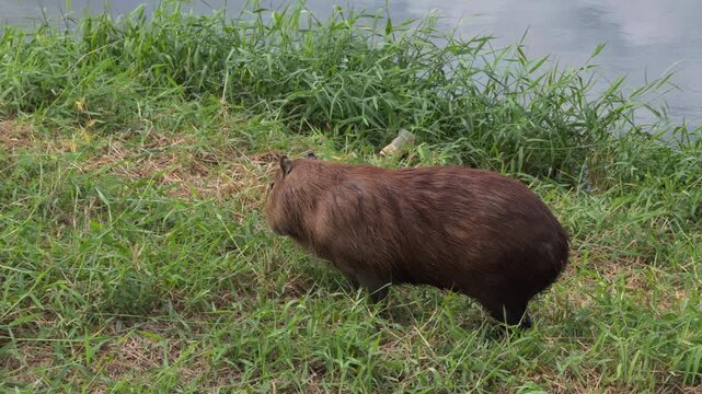 Adult Capybara Walking Calmly Along Grassy Riverbank