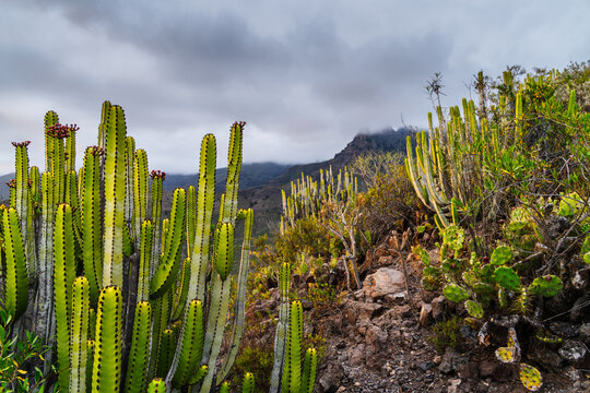View of Euphorbia canariensis cacti growing on a rocky hillside with mountains under a cloudy sky in Costa Adeje, Canary Islands, Spain.