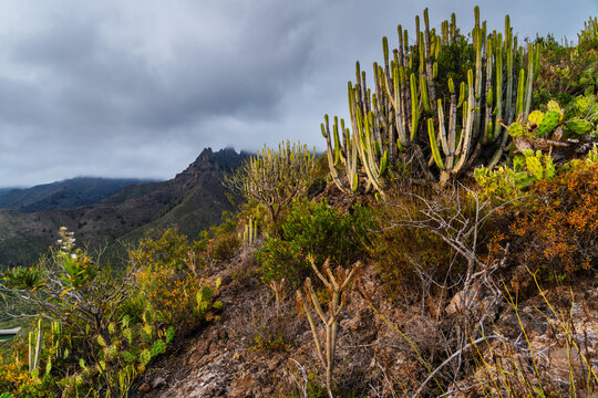 View of a rocky hillside covered with various types of cacti and desert vegetation under a cloudy sky in the mountainous landscape of Costa Adeje, Canary Islands, Spain.