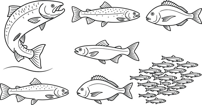 Freshwater and marine fish species collection featuring salmon trout seabream and school of minnows line art vector icons