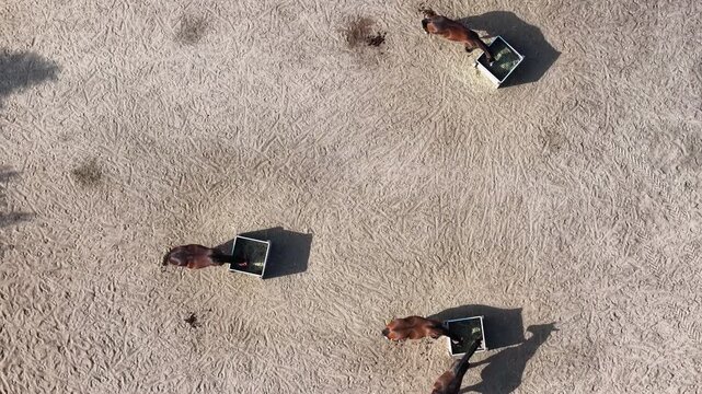 Top-down drone view shows four horses feeding from metal hay boxes inside sandy paddock enclosed by electric fencing. Textured ground, hoof marks and sparse manure create rural equestrian pattern