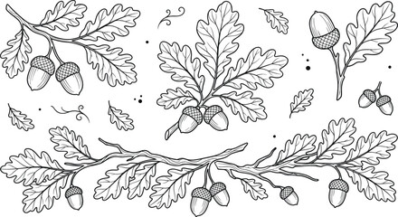 Fototapeta premium Oak leaves and acorns vector branch line art collection hand drawn autumn botanical elements isolated on white background.
