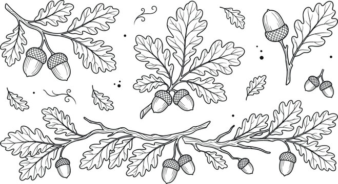 Oak leaves and acorns vector branch line art collection hand drawn autumn botanical elements isolated on white background.