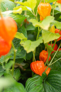 Bright orange Chinese lantern plant pods in the autumn garden.