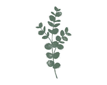 Dusty green eucalyptus branch graphic, botanical leaf illustration