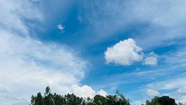  Low Angle View of Fluffy White Clouds in Vibrant Blue Sky Above Tree Tops