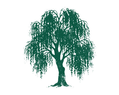 Emerald Weeping Willow tree illustration, distressed grunge vector art