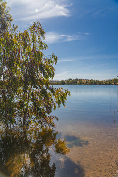 View of the lake at Minas de Sao Domingos with a tree in the foreground under a clear blue sky in Corte do Pinto, Beja District, Portugal.