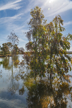 View of trees growing in the flooded waters of the Minas de Sao Domingos reservoir under a bright blue sky with wispy clouds in Corte do Pinto, Beja District, Portugal.