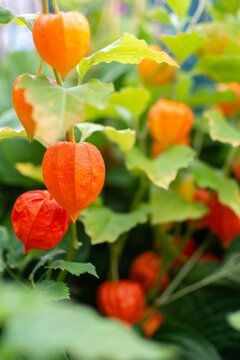 Bright orange Chinese lantern plant pods in the autumn garden.